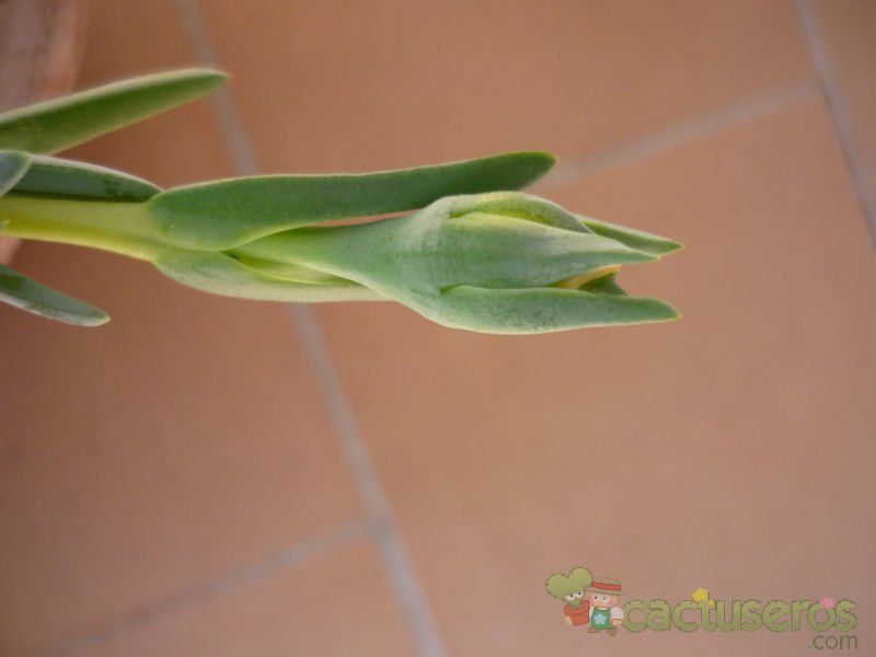 A photo of Lampranthus aurantiacus