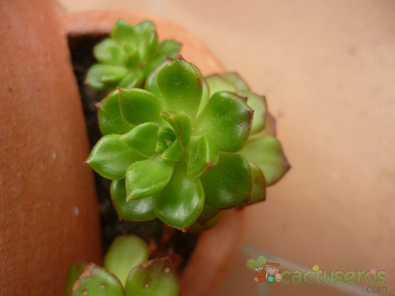A photo of Sedeveria cv. letizia