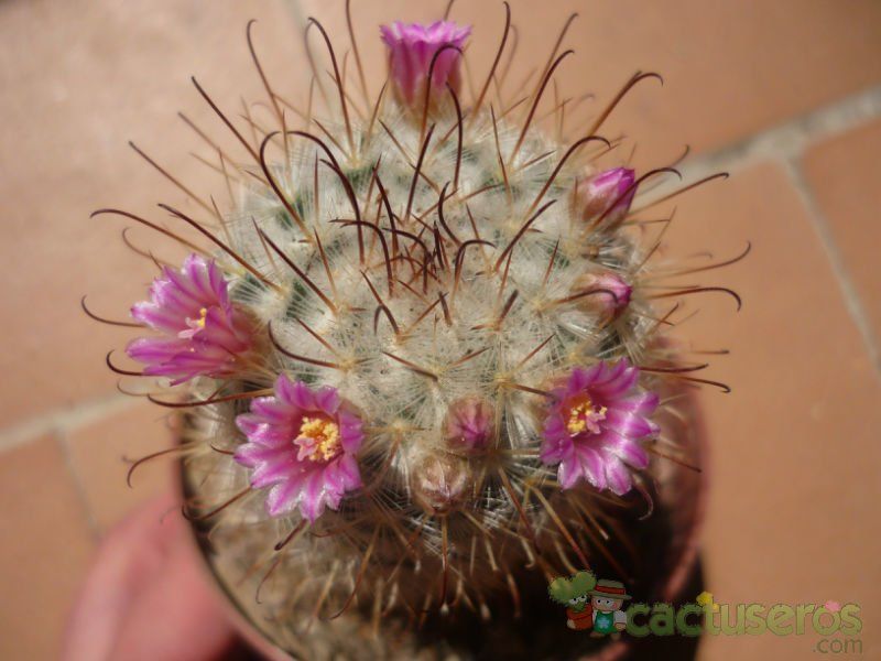 A photo of Mammillaria bombycina
