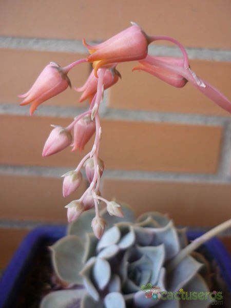 Una foto de Echeveria lilacina