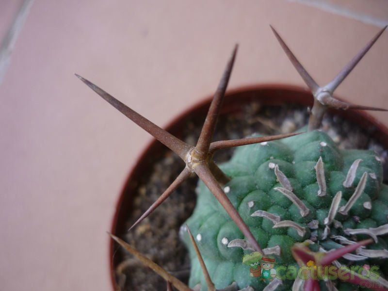A photo of Euphorbia stellispina