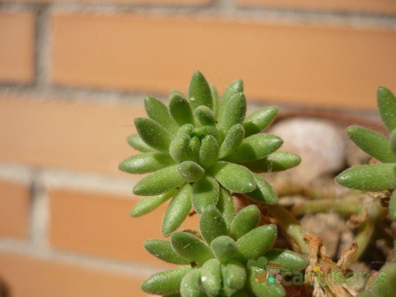 A photo of Sedum hirsutum ssp. baeticum