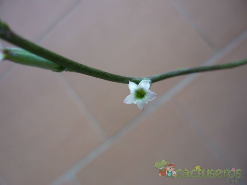 A photo of Adromischus cristatus