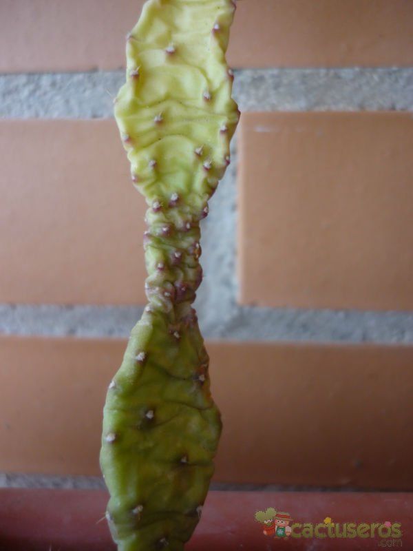 Una foto de Opuntia monacantha fma. monstruosa