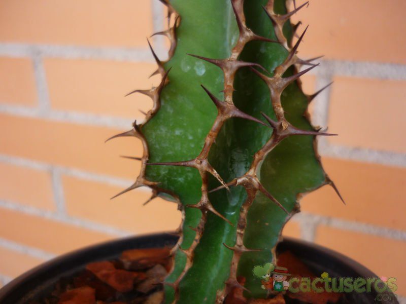 A photo of Euphorbia cooperi 