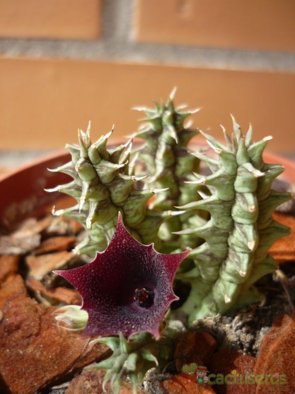 A photo of Huernia keniensis