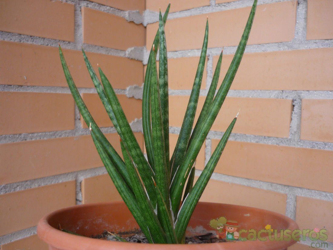 A photo of Sansevieria francisii