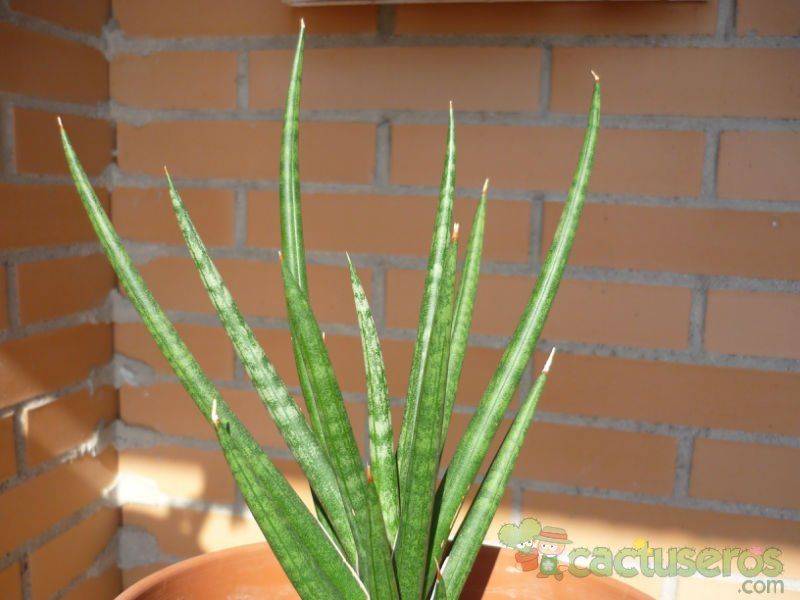 A photo of Sansevieria francisii
