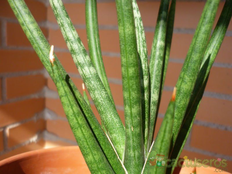 A photo of Sansevieria francisii