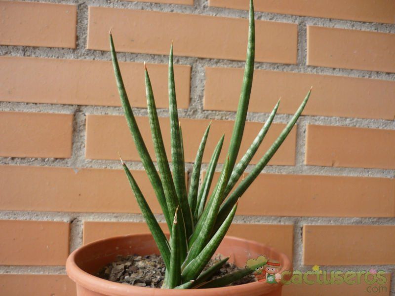 A photo of Sansevieria francisii