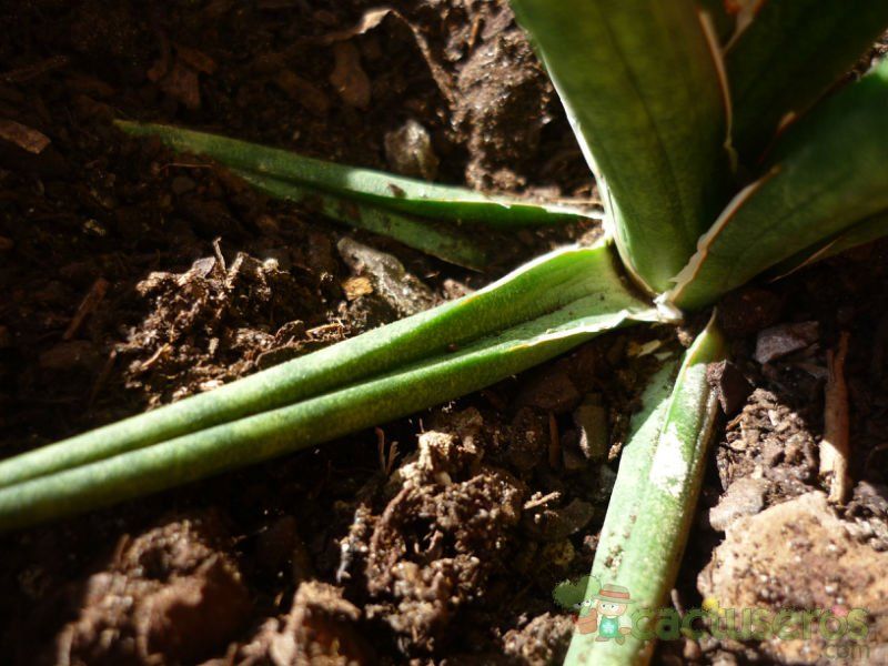 A photo of Sansevieria francisii