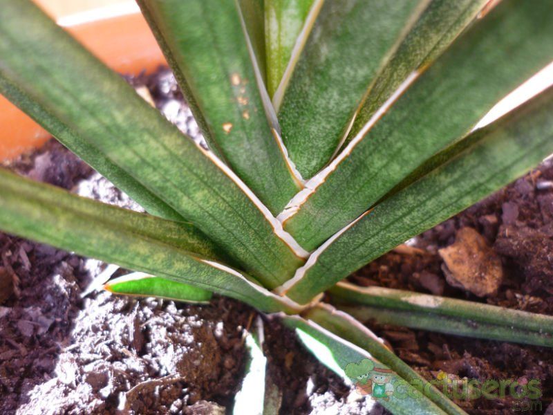 A photo of Sansevieria francisii