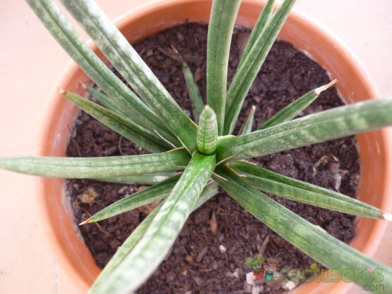 A photo of Sansevieria francisii