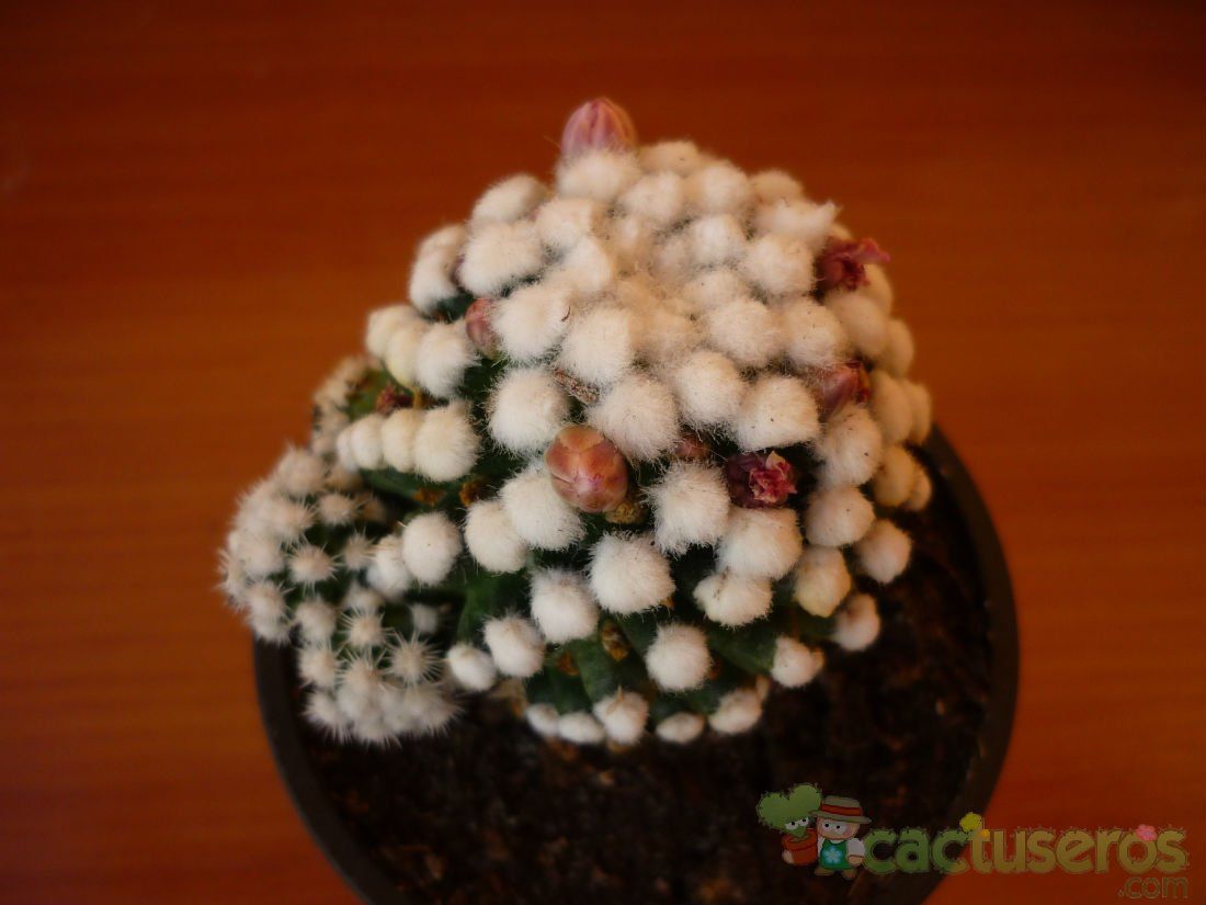 A photo of Mammillaria gracilis cv. oruga blanca