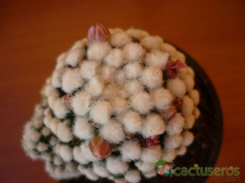 A photo of Mammillaria gracilis cv. oruga blanca