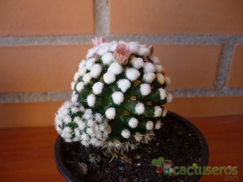 A photo of Mammillaria gracilis cv. oruga blanca