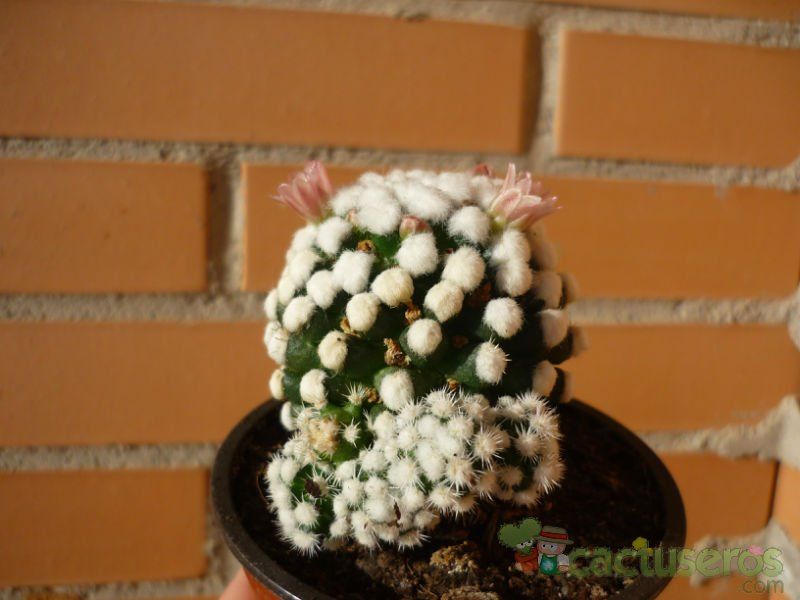 A photo of Mammillaria gracilis cv. oruga blanca