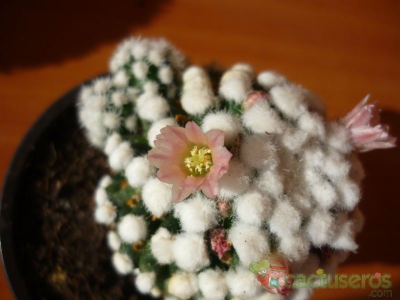 A photo of Mammillaria gracilis cv. oruga blanca