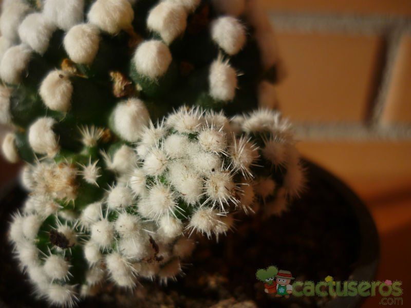 A photo of Mammillaria gracilis cv. oruga blanca