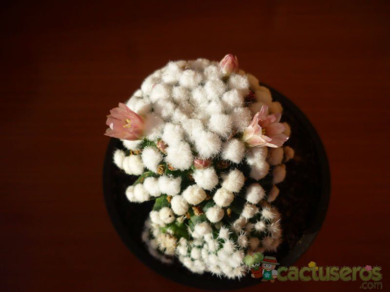 A photo of Mammillaria gracilis cv. oruga blanca