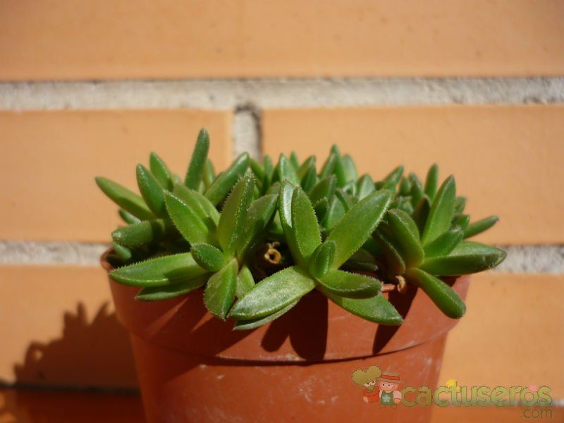 A photo of Delosperma basuticum  