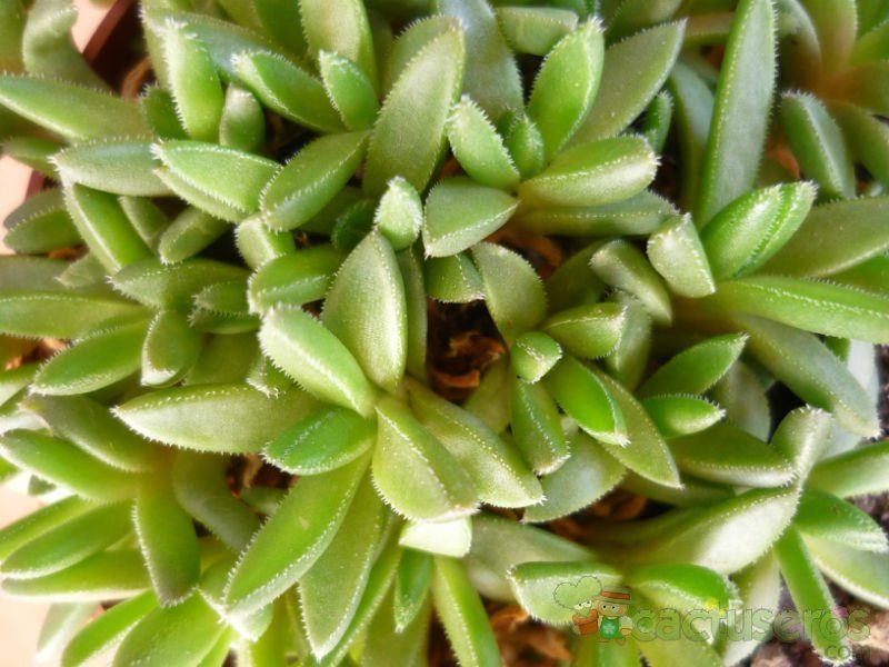 A photo of Delosperma basuticum  
