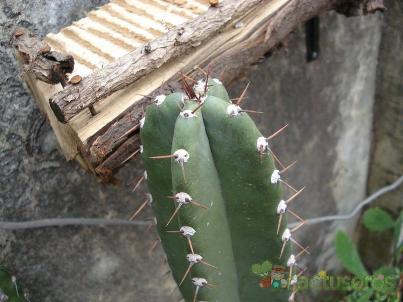 Una foto de Acanthocereus tetragonus