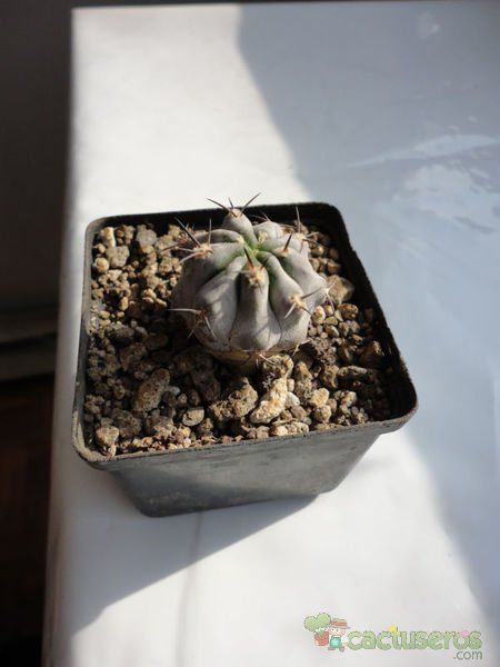A photo of Echinopsis thionantha ssp. glauca