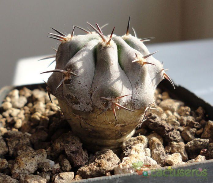 A photo of Echinopsis thionantha ssp. glauca