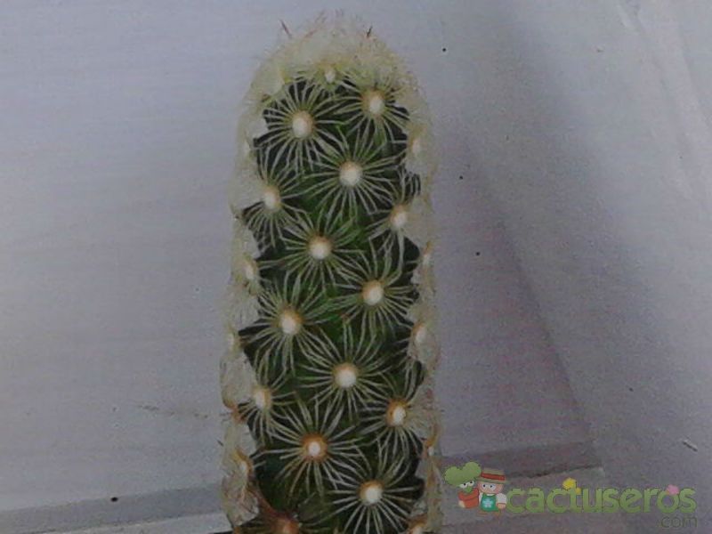 Una foto de Mammillaria elongata