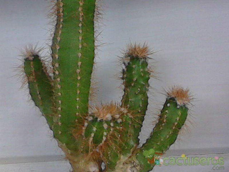 Una foto de Cereus peruvianus fma. monstruosa