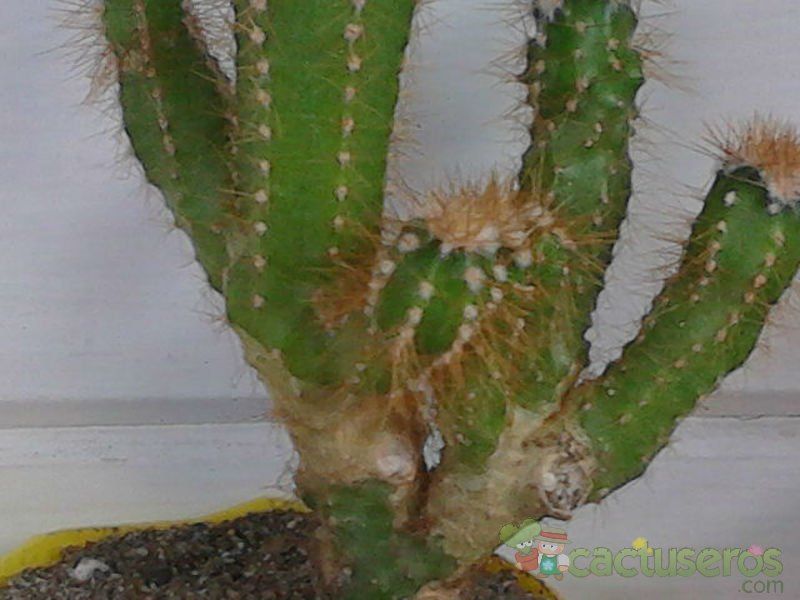 Una foto de Cereus peruvianus fma. monstruosa