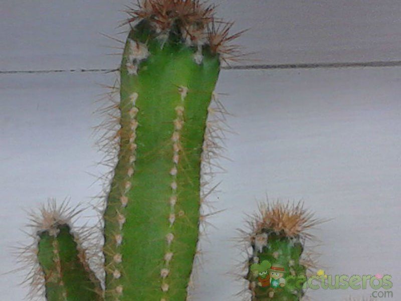 Una foto de Cereus peruvianus fma. monstruosa