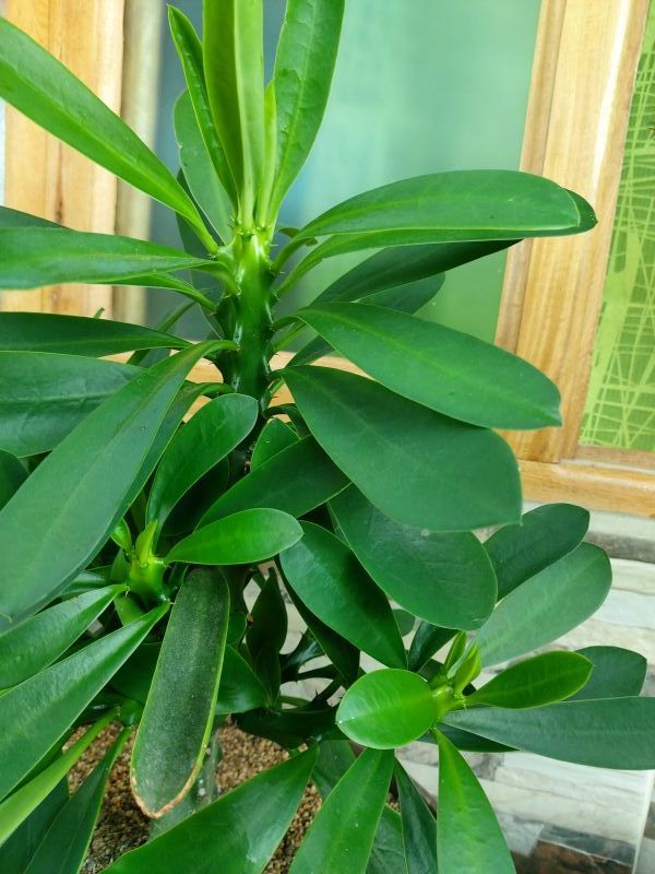 Una foto de Euphorbia nerifolia