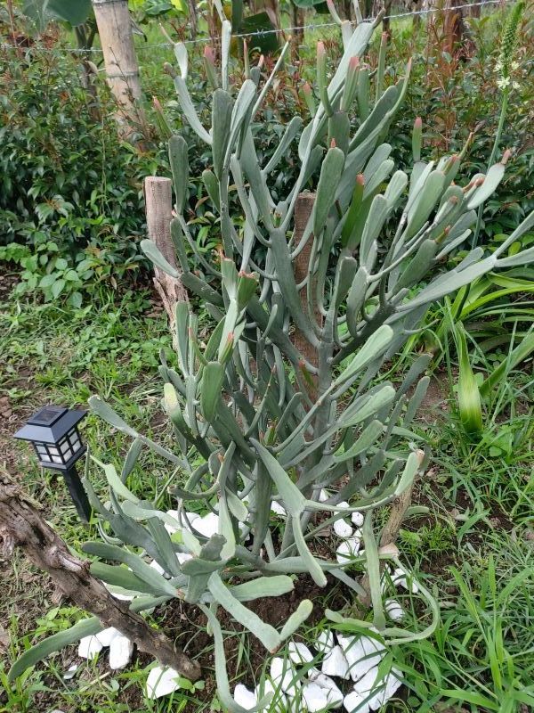 Foto de un cactus que se está identificando actualmente