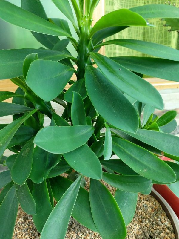 Una foto de Euphorbia nerifolia