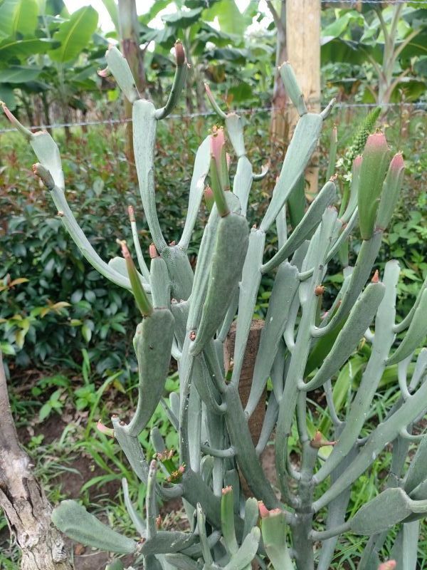 Foto de un cactus que se está identificando actualmente