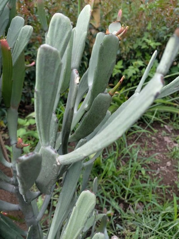Foto de un cactus que se está identificando actualmente