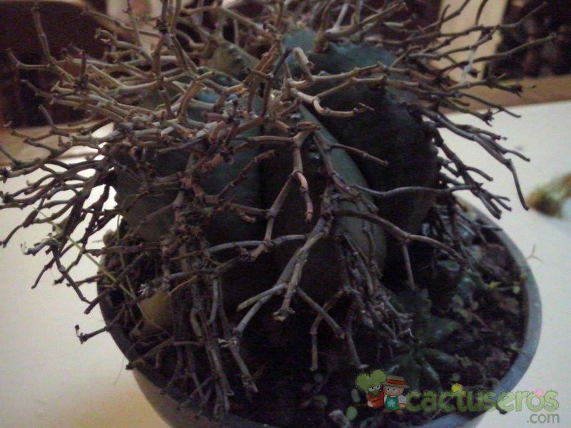 Una foto de Euphorbia meloformis subsp. valida