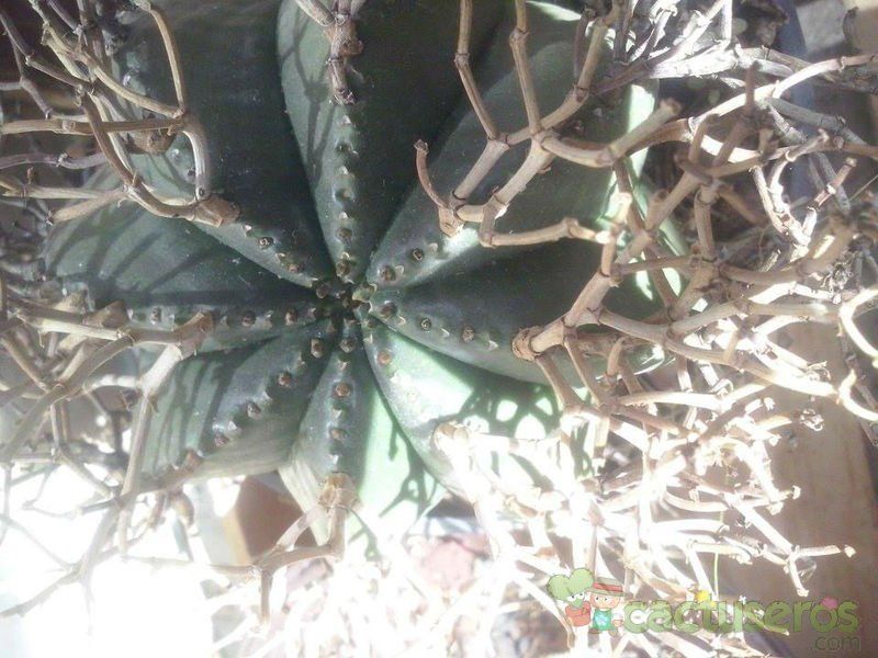 Una foto de Euphorbia meloformis subsp. valida