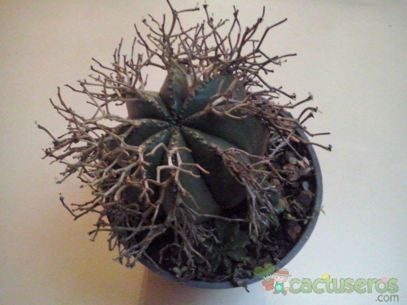 Una foto de Euphorbia meloformis subsp. valida