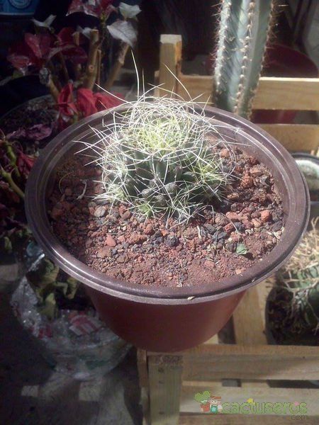 Una foto de Mammillaria decipiens ssp. camptotricha