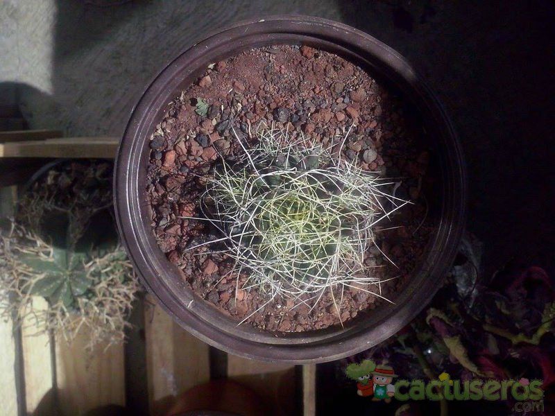 Una foto de Mammillaria decipiens ssp. camptotricha