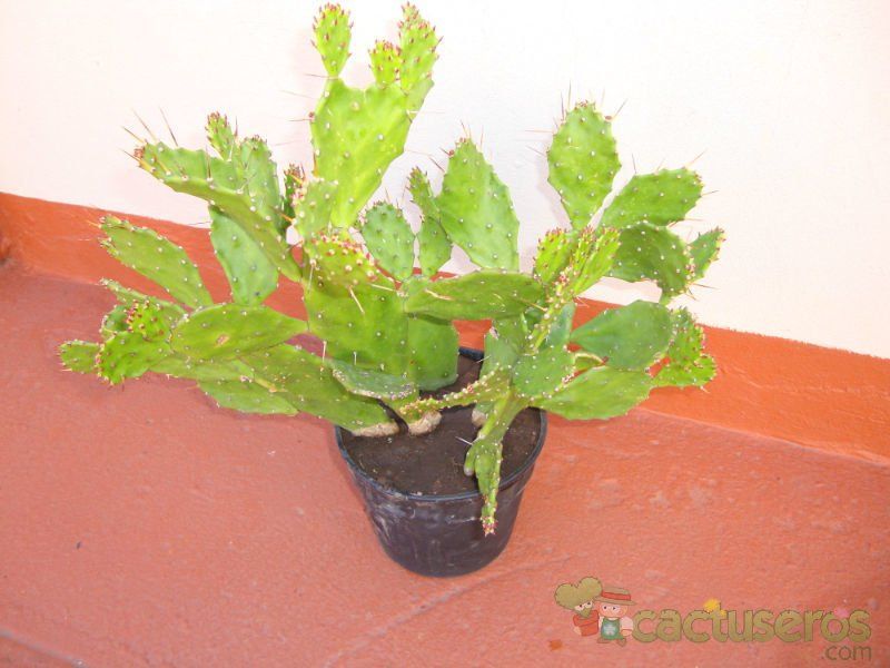 A photo of Brasiliopuntia brasiliensis