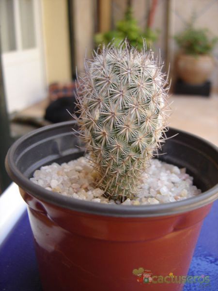 Una foto de Mammillaria pottsii