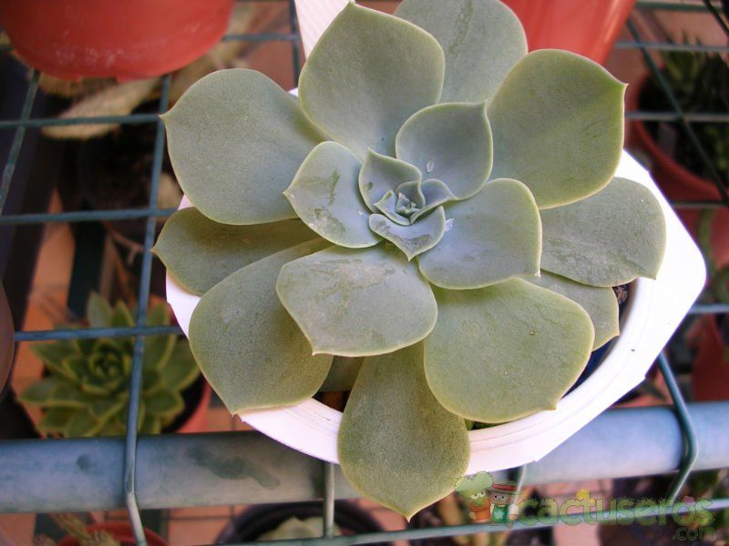 A photo of Echeveria lilacina