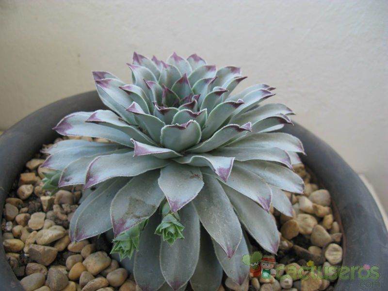 A photo of Sempervivum cv. silver spring