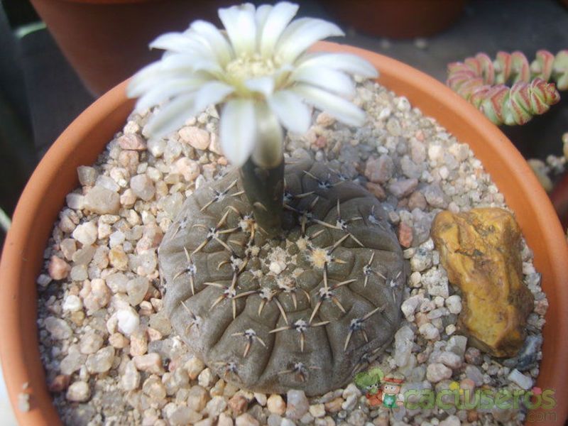 A photo of Gymnocalycium bodenbenderianum