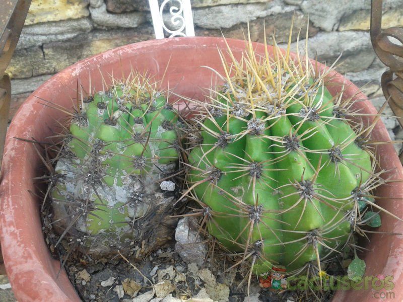 A photo of Echinopsis oxygona