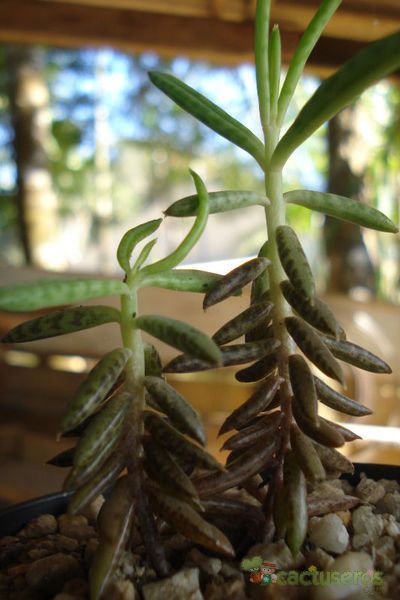 Una foto de Bryophyllum delagoense